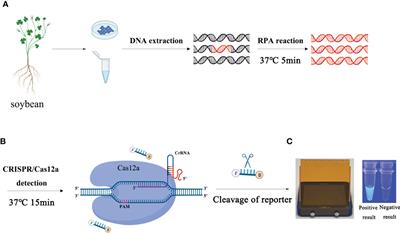 RPA-CRISPR/Cas12a mediated isothermal amplification for visual detection of Phytophthora sojae